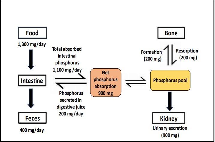 Phosphorus homeostasis in healthy adults