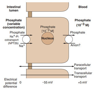  Transepithelial phosphate transport in the small intestin