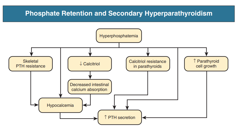 Phosphate Retention and Secondary Hyperparathyroidism