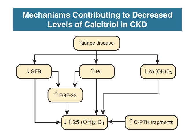 Mechanisms contributing to decreased levels of calcitriol in chronic kidney disease